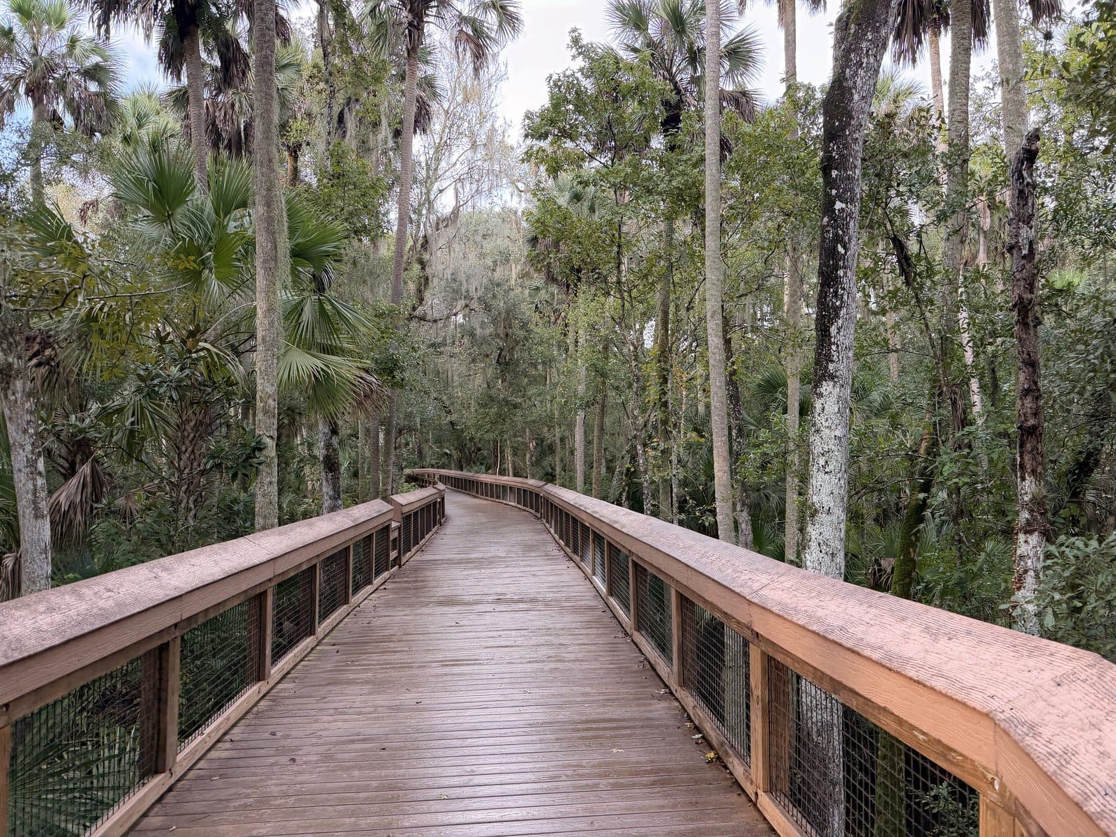 The wooden boardwalk at Blue Spring State Park winding through cabbage palms and hardwood forest