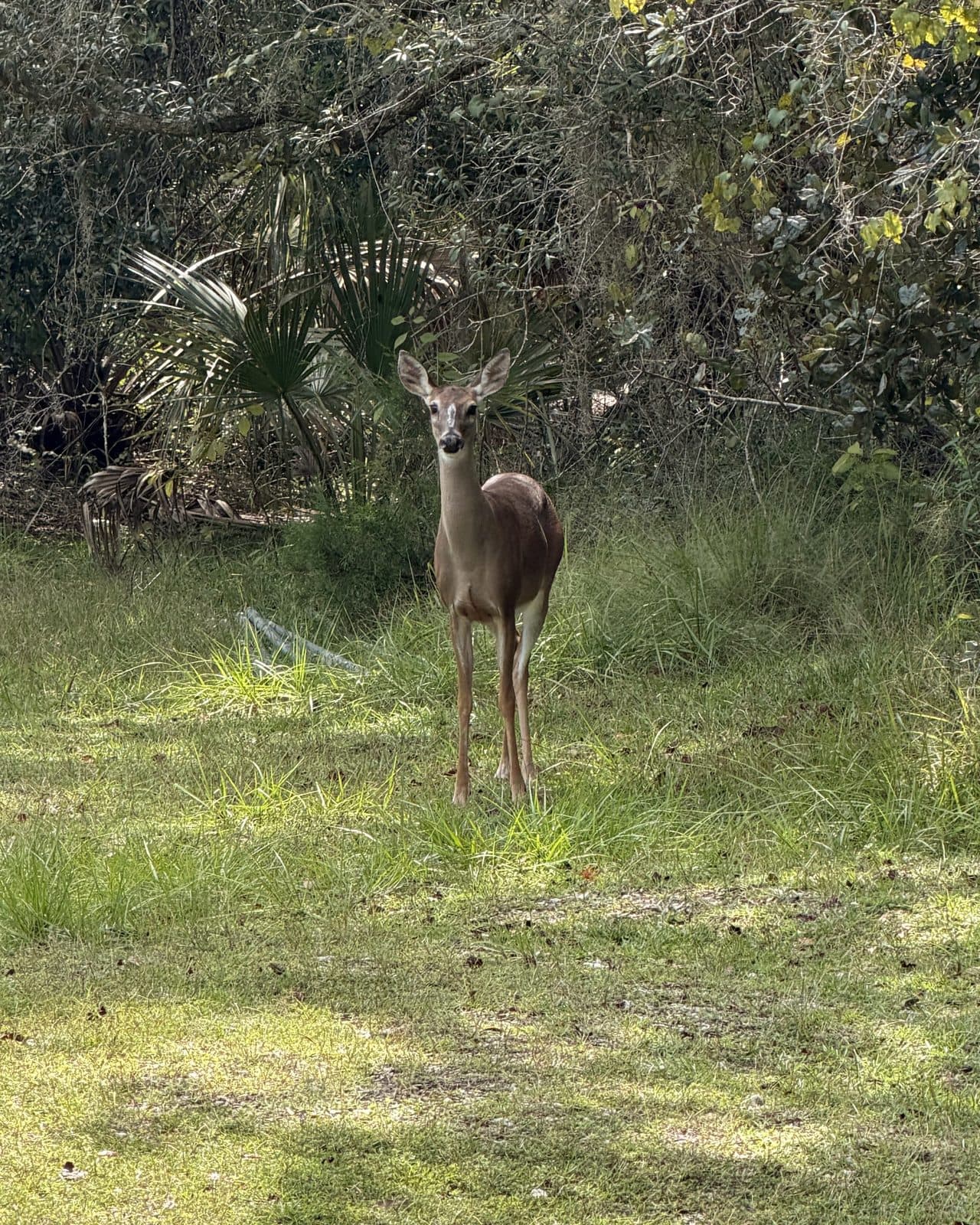 A white-tailed deer standing in a sunny, grassy clearing at the edge of the woods at Blue Spring State Park