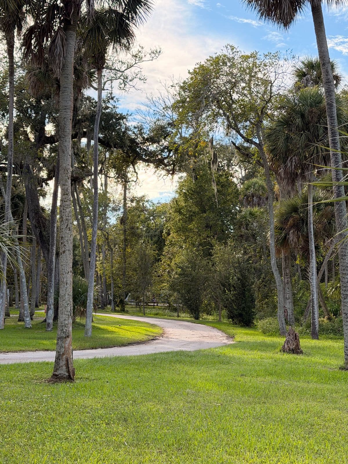 A winding campground road through palms and live oaks at Manatee Hammock