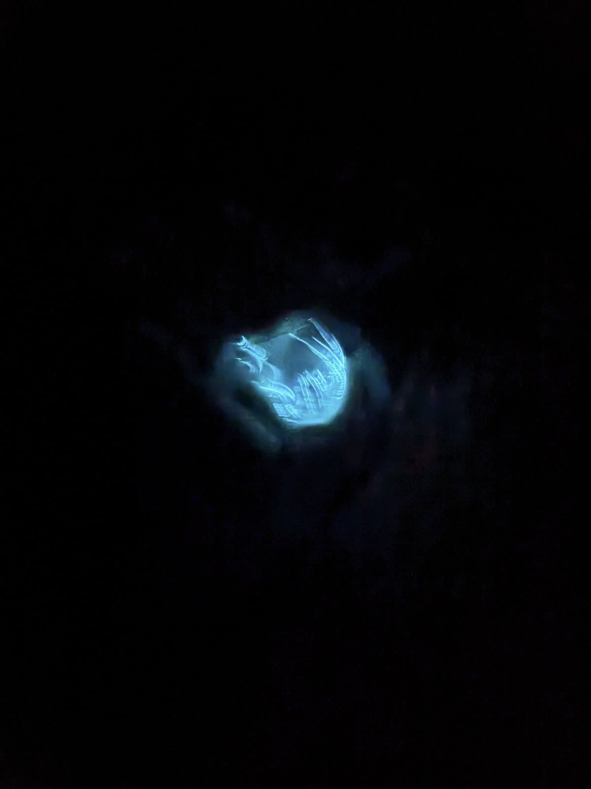 A comb jelly glowing blue in a cupped hand, held over the dark Indian River Lagoon at night