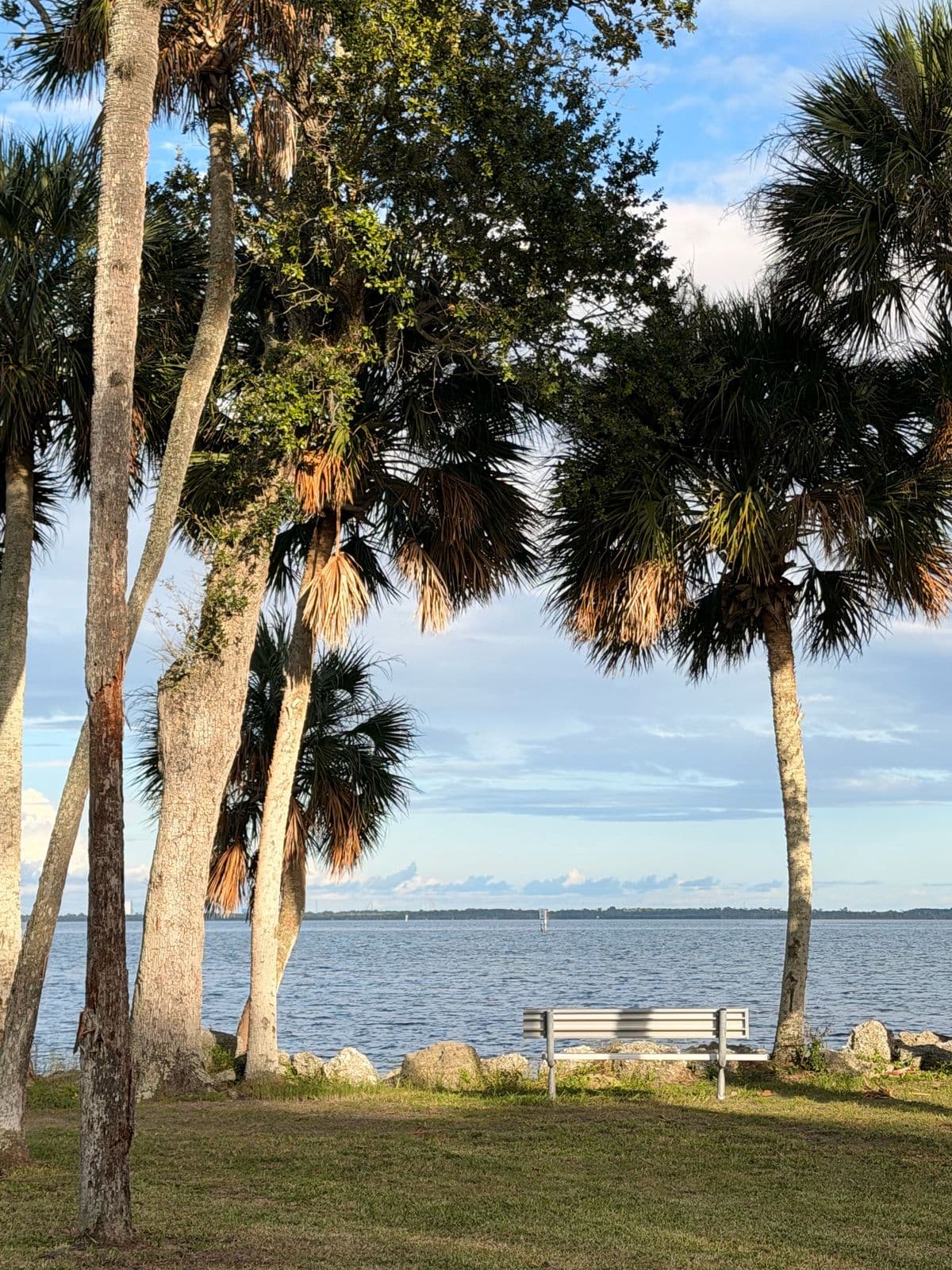 A bench under palms facing the Indian River on a sunny day
